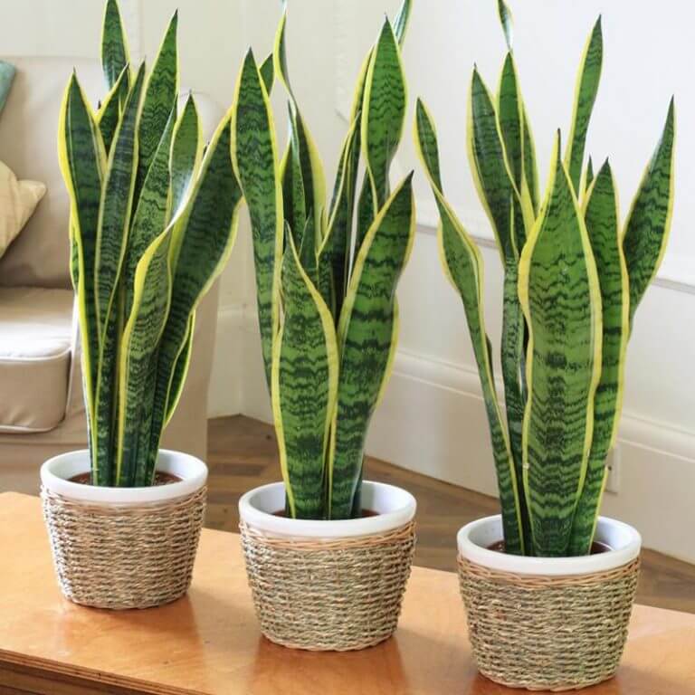 Green Snake Plant Seeds - Heirloom Flower Garden Seeds for Growing