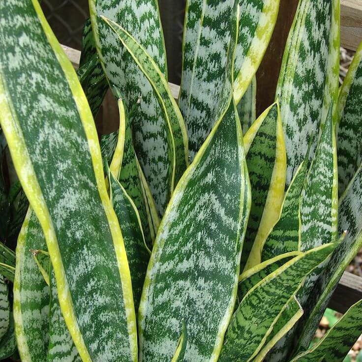 Green Snake Plant Seeds - Heirloom Flower Garden Seeds for Growing