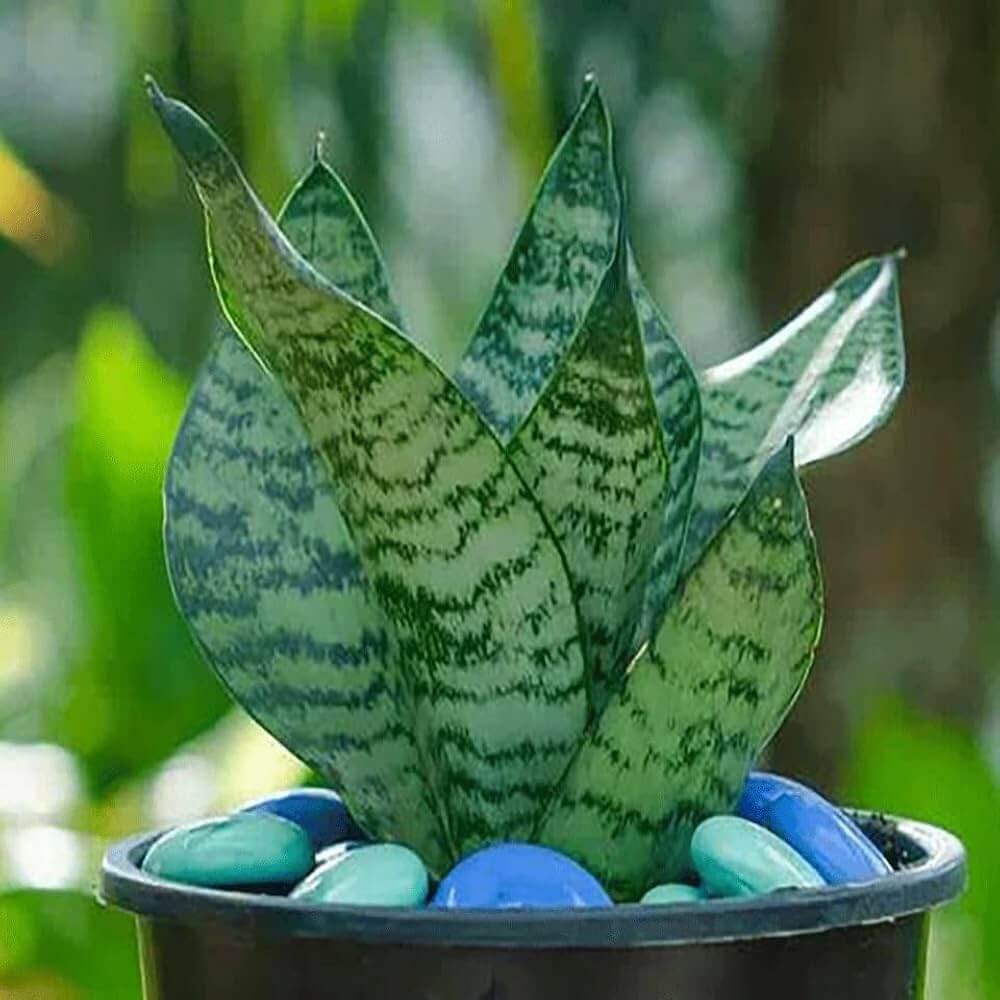Green Snake Plant Seeds - Heirloom Flower Garden Seeds for Growing