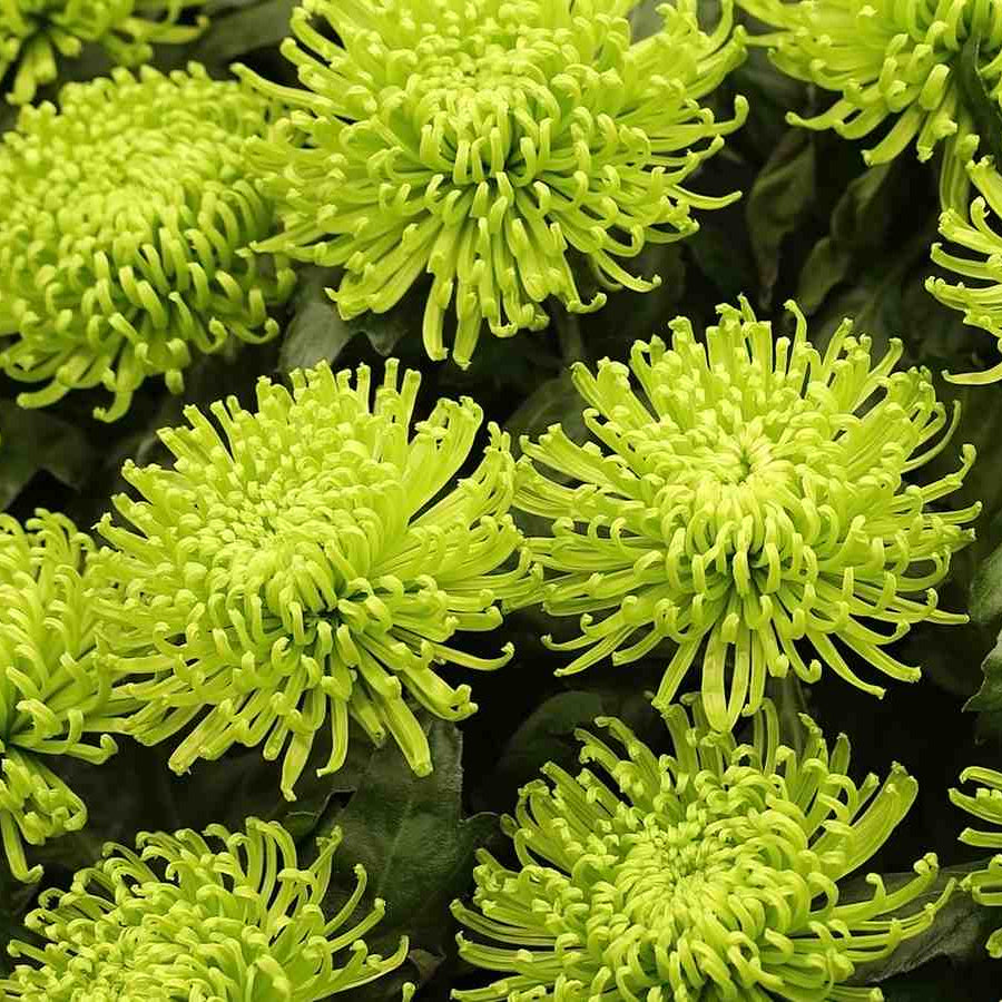 Green Spathiphyllum Seeds - Heirloom Flower Garden Seeds for Growing