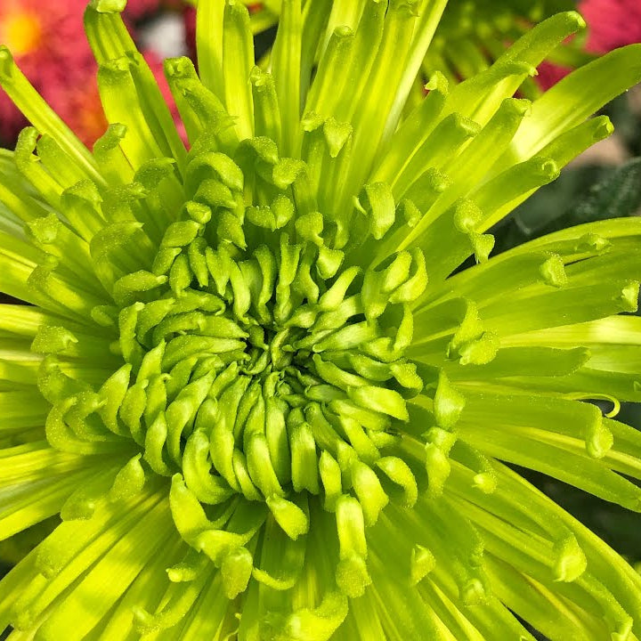 Green Spathiphyllum Seeds - Heirloom Flower Garden Seeds for Growing