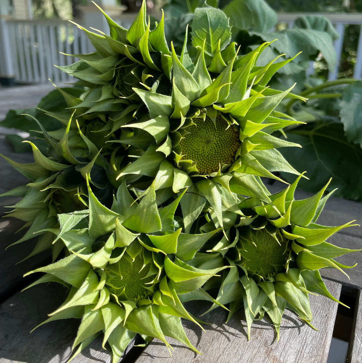 Green Sunflower Seeds - Heirloom Flower Garden Seeds for Growing