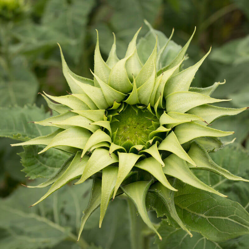 Green Sunflower Seeds - Heirloom Flower Garden Seeds for Growing