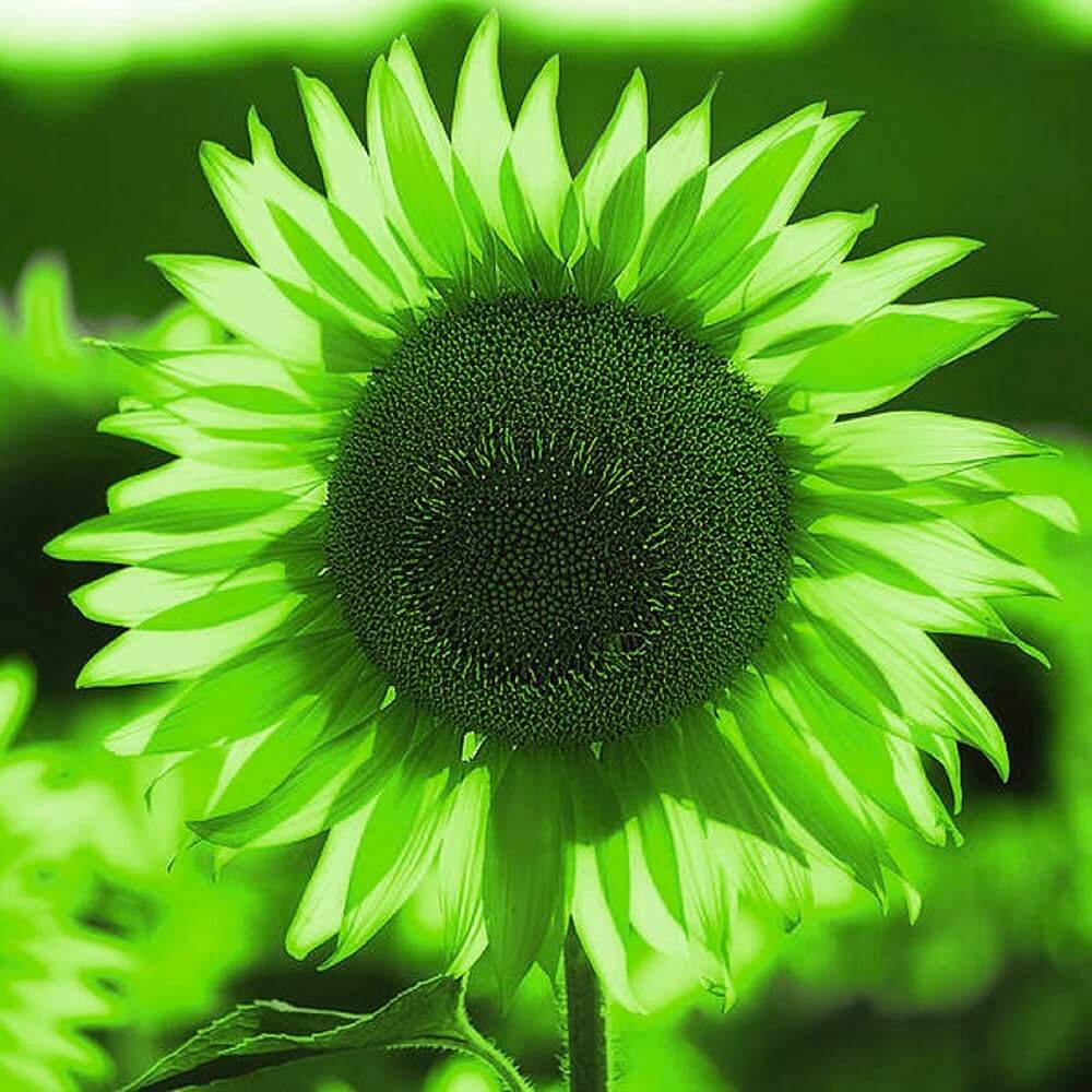 Green Sunflower Seeds - Heirloom Flower Garden Seeds for Growing