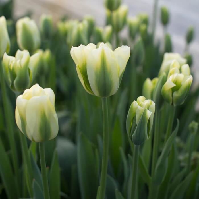 Green Tulip Seeds - Heirloom Flower Garden Seeds for Growing