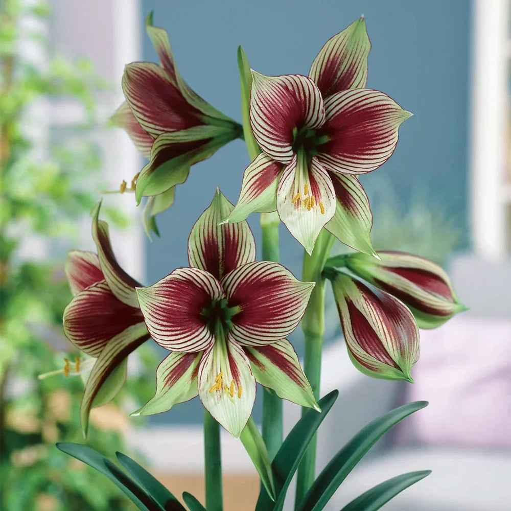 Green Violet Amaryllis Seeds -  Heirloom Flower Garden Seeds for Growing
