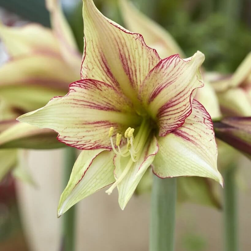 Green Violet Amaryllis Seeds -  Heirloom Flower Garden Seeds for Growing