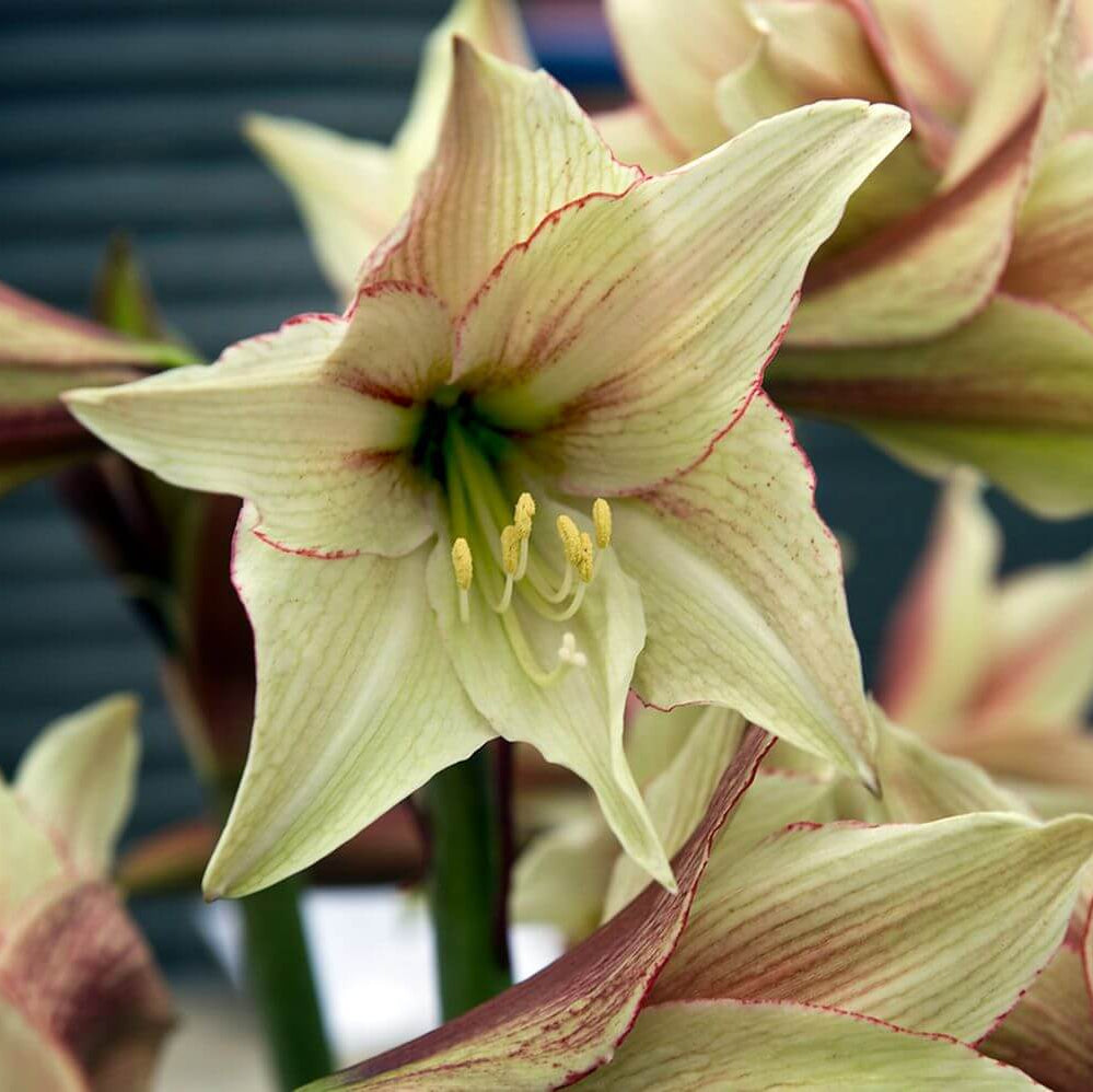 Green Violet Amaryllis Seeds -  Heirloom Flower Garden Seeds for Growing