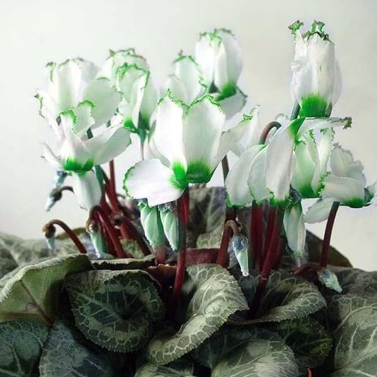 Green & White Cyclamen Seeds - Heirloom Flower Garden Seeds for Growing