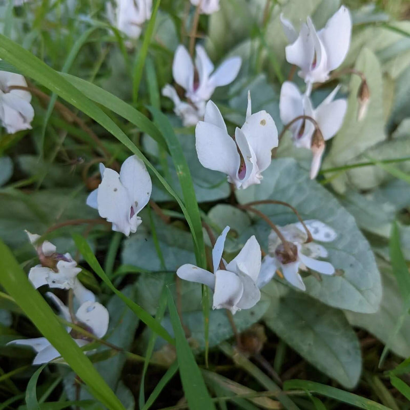 Green & White Cyclamen Seeds - Heirloom Flower Garden Seeds for Growing