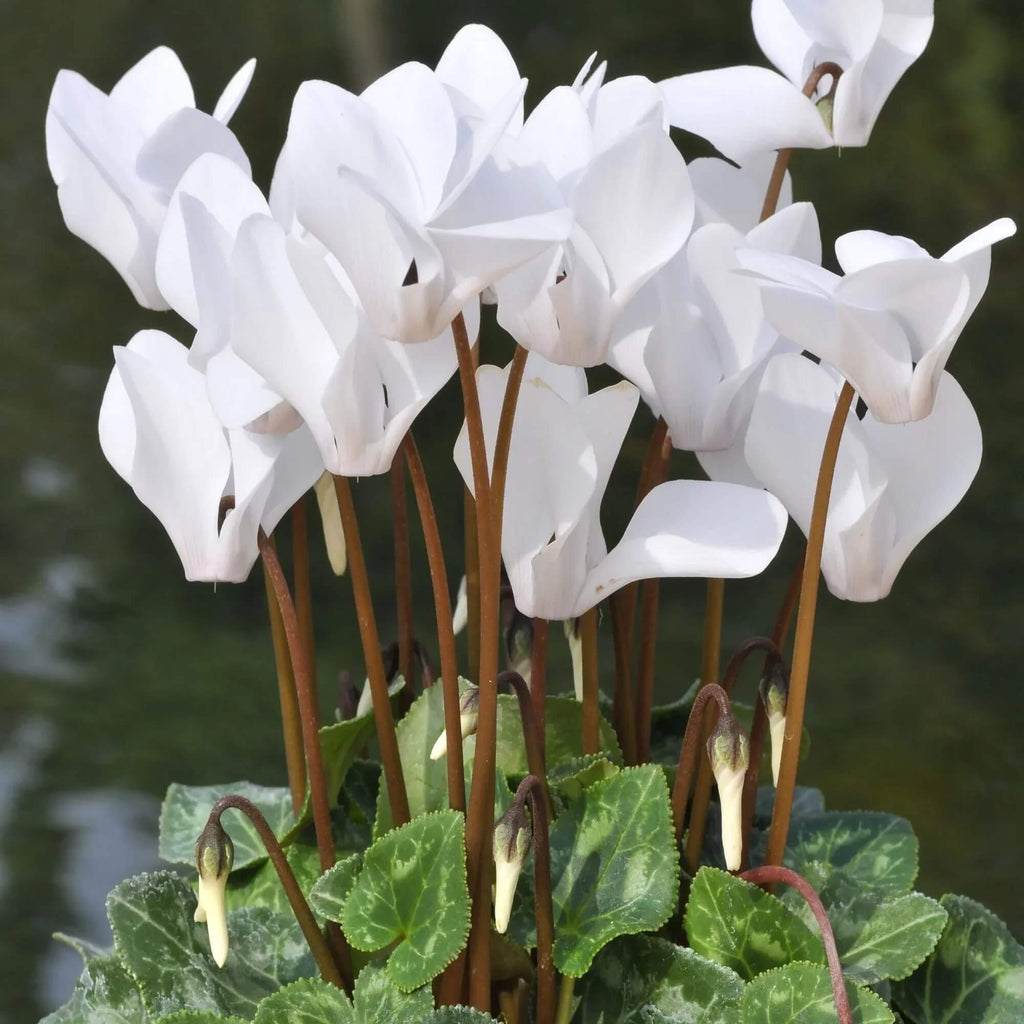 Green & White Cyclamen Seeds - Heirloom Flower Garden Seeds for Growing