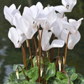Green & White Cyclamen Seeds - Heirloom Flower Garden Seeds for Growing