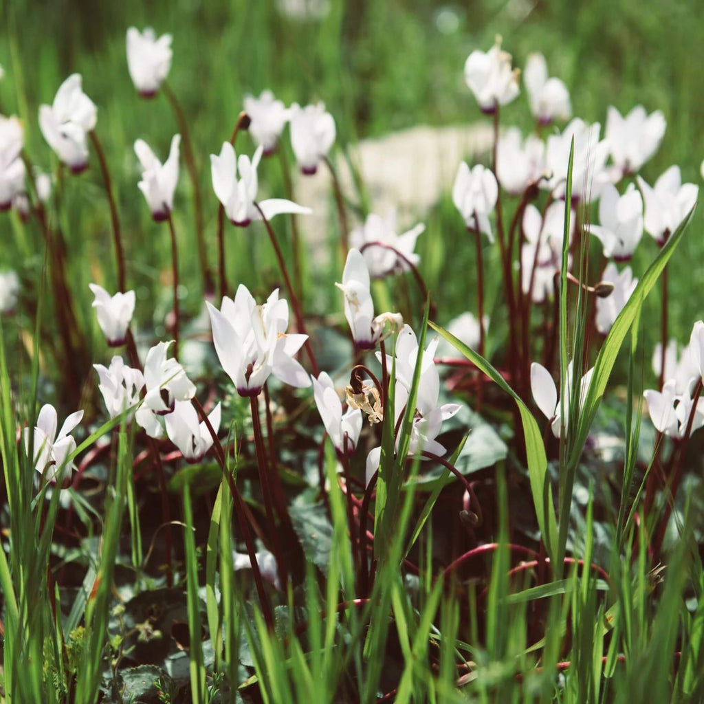 Green & White Cyclamen Seeds - Heirloom Flower Garden Seeds for Growing
