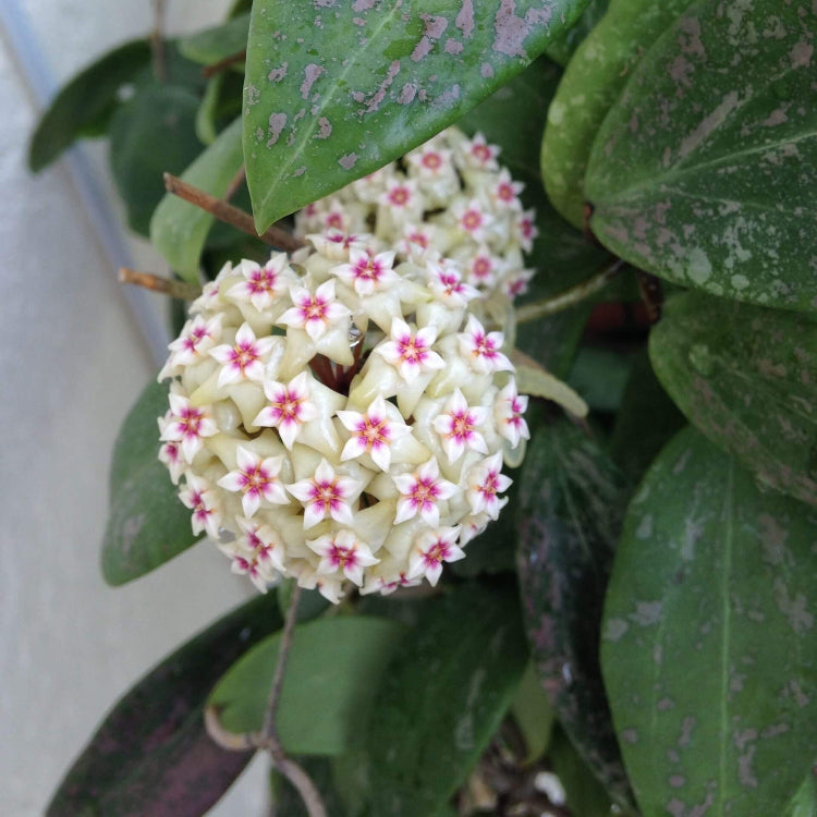 Green White Hoya Seeds - Heirloom Flower Garden Seeds for Growing