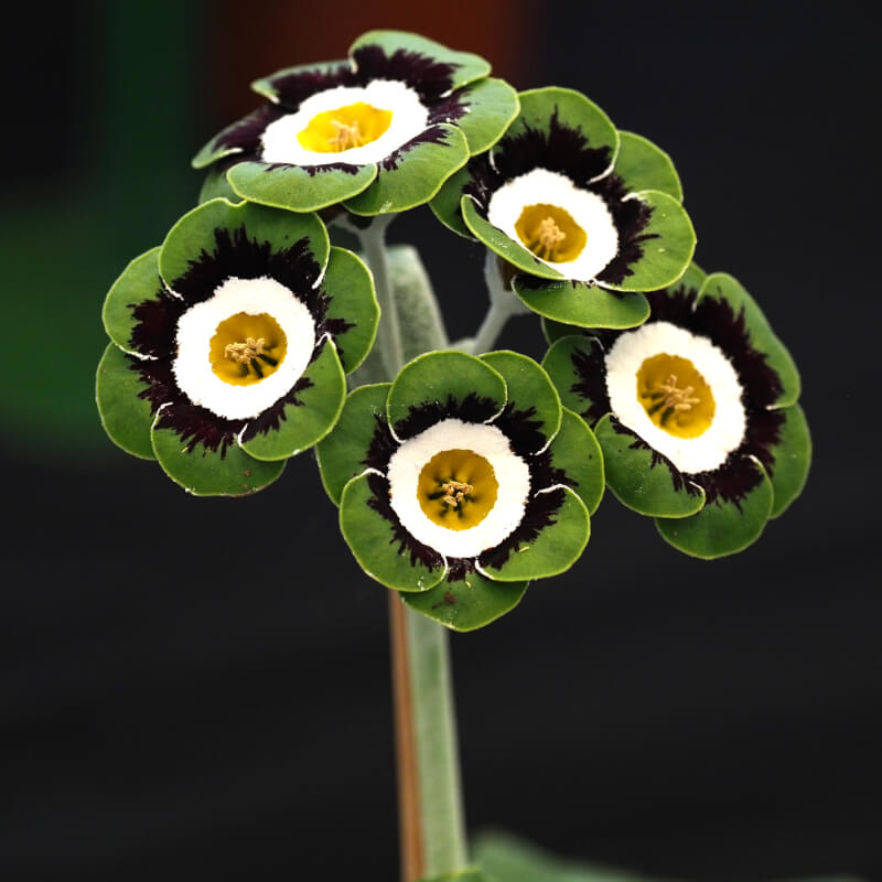Green White Primula Seeds - Heirloom Flower Garden Seeds for Growing