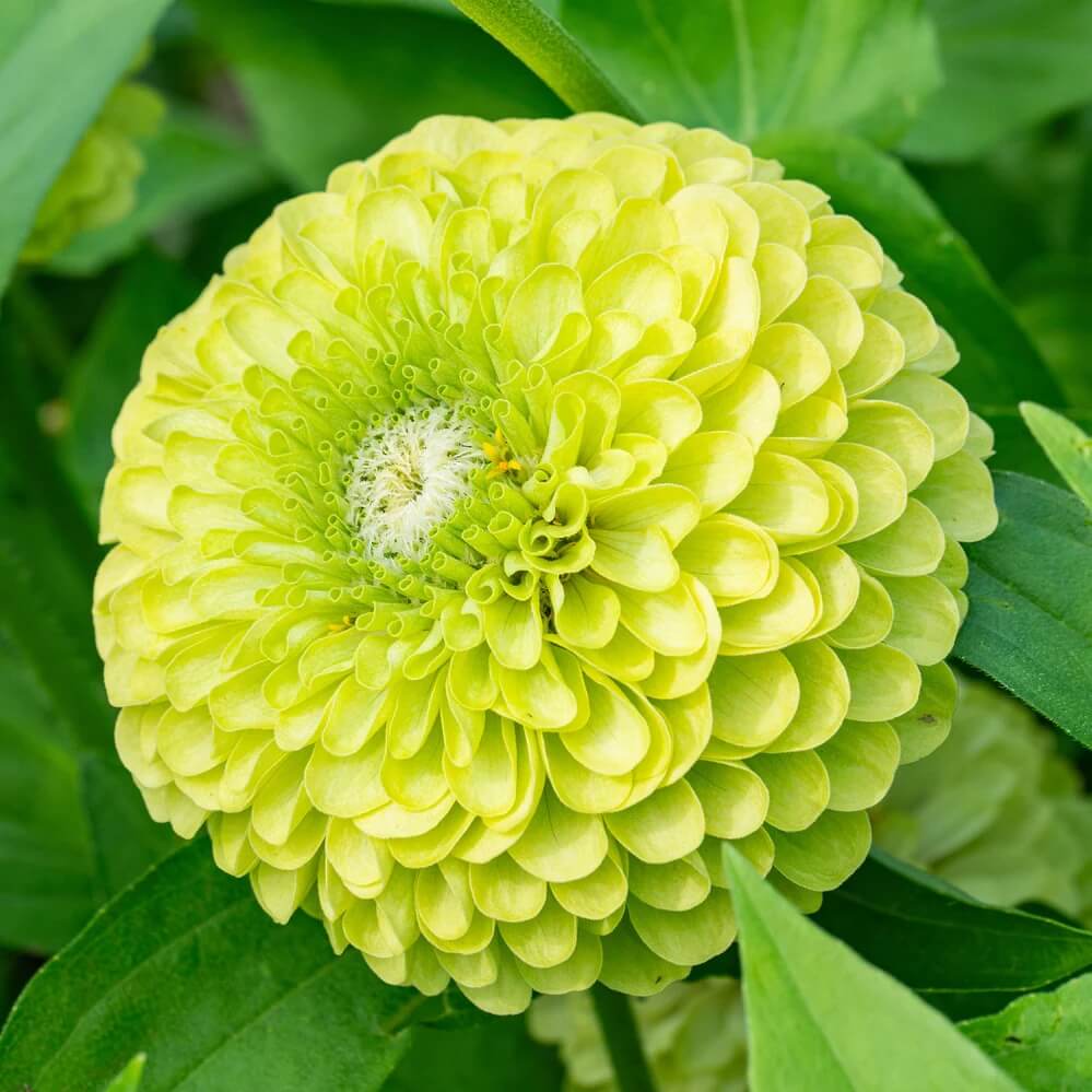 Green Zinnia Seeds  - Heirloom Flower Garden Seeds for Growing