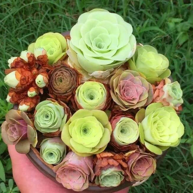 Greenovia Seeds - Heirloom Flower Garden Seeds for Growing