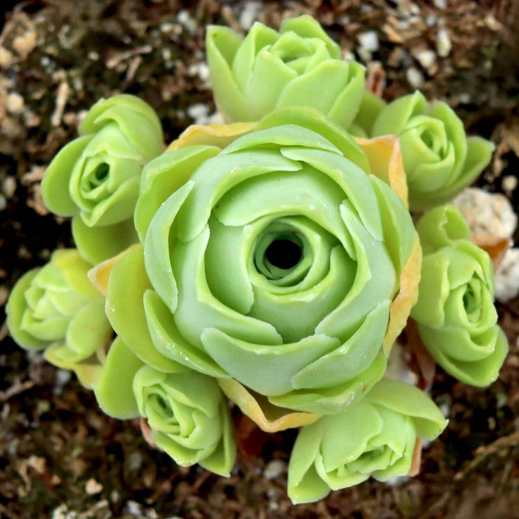 Greenovia Seeds - Heirloom Flower Garden Seeds for Growing