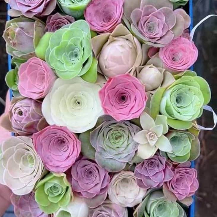 Greenovia Seeds - Heirloom Flower Garden Seeds for Growing