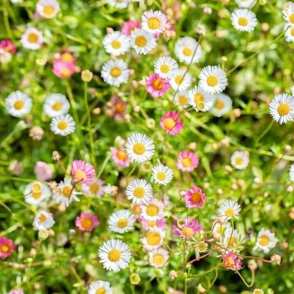 Ground Cover Daisy Seeds