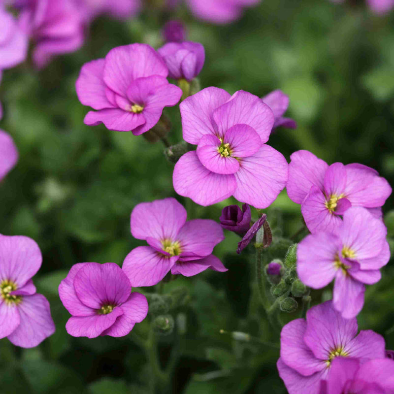 Ground Cover Rock Cress Seeds - Heirloom Flower Garden Seeds for Growing