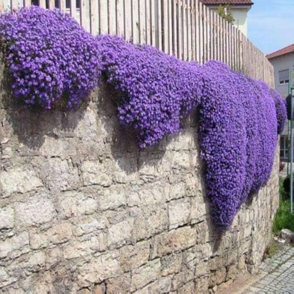 Ground Cover Rock Cress Seeds - Heirloom Flower Garden Seeds for Growing