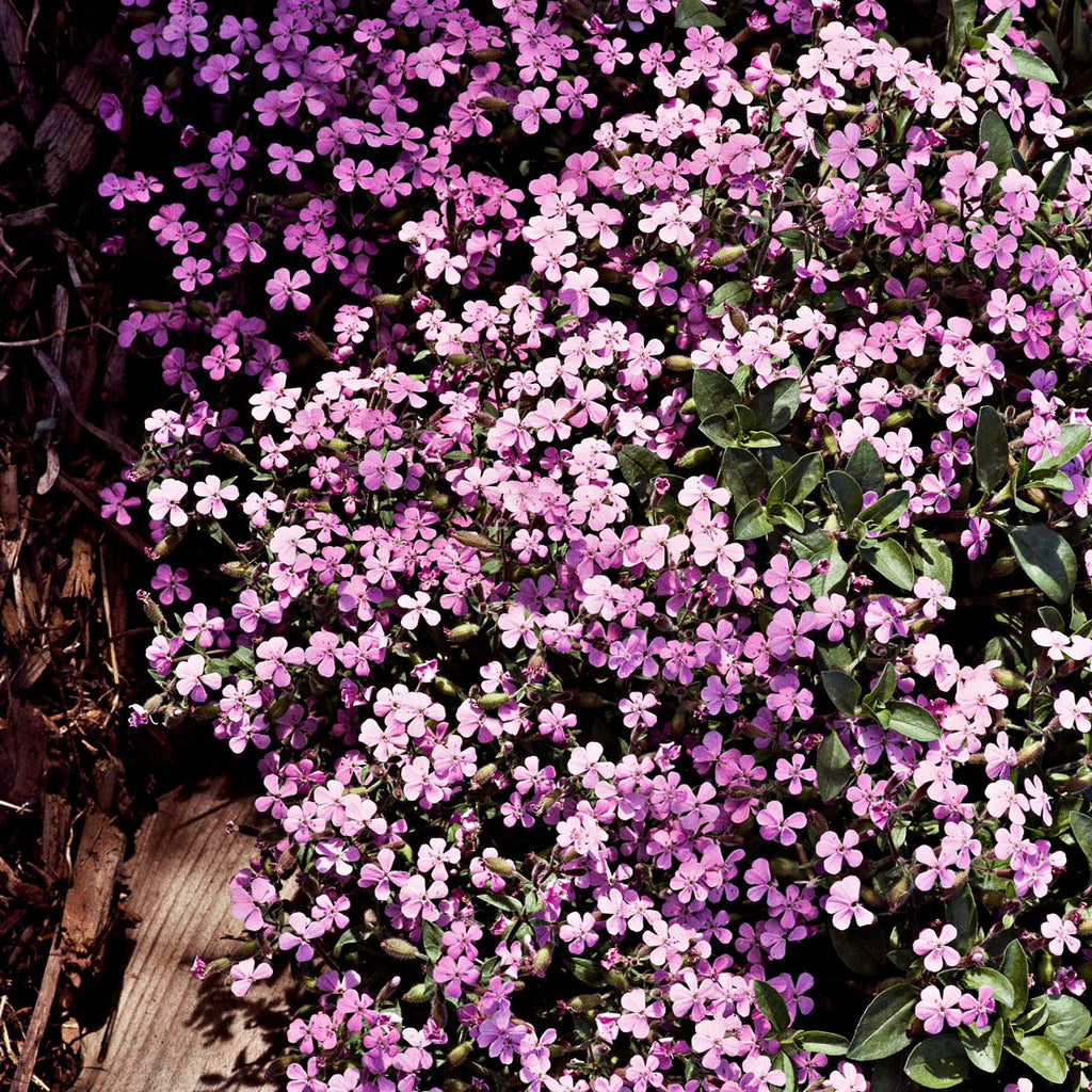Ground Cover Soapwort Seeds - Heirloom Flower Garden Seeds for Growing