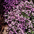 Ground Cover Soapwort Seeds - Heirloom Flower Garden Seeds for Growing