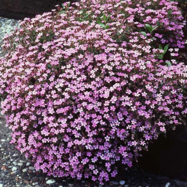 Ground Cover Soapwort Seeds - Heirloom Flower Garden Seeds for Growing