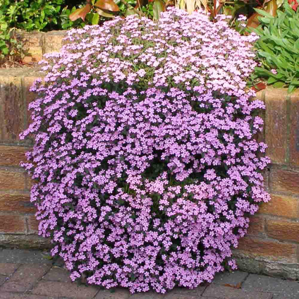 Ground Cover Soapwort Seeds - Heirloom Flower Garden Seeds for Growing