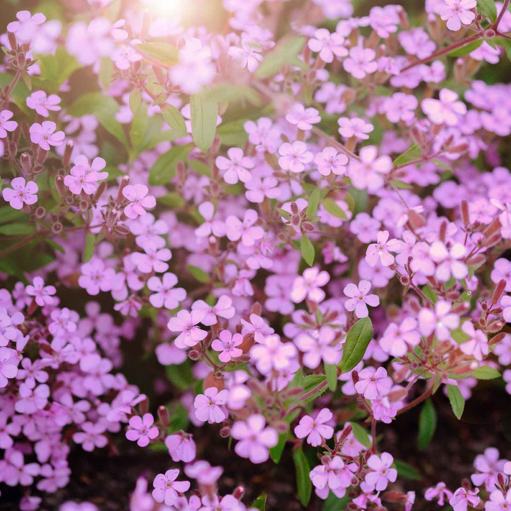 Ground Cover Soapwort Seeds - Heirloom Flower Garden Seeds for Growing