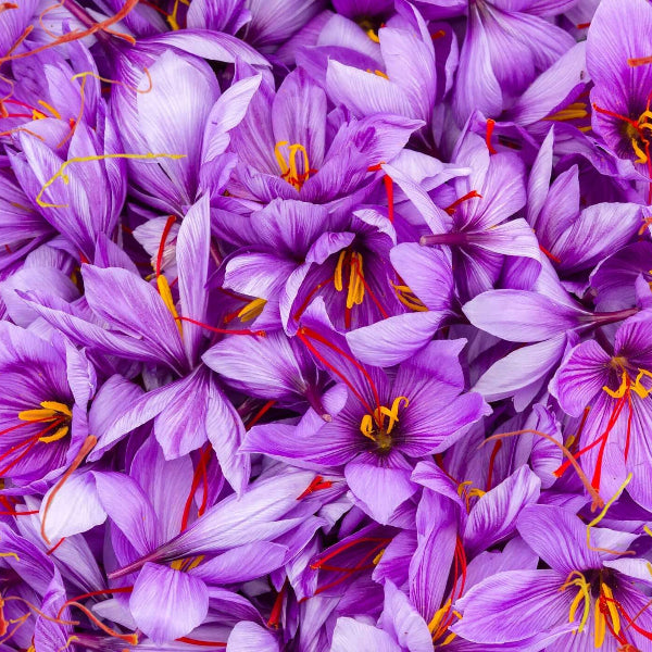Grow Saffron seeds at Home