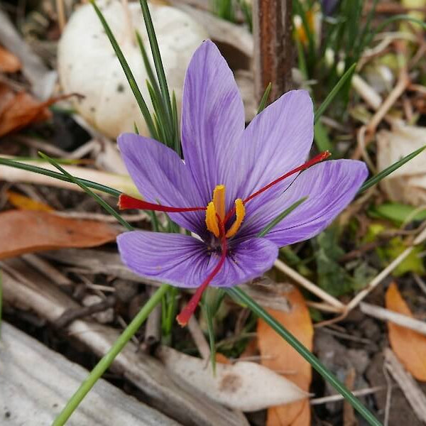 Grow Saffron seeds at Home
