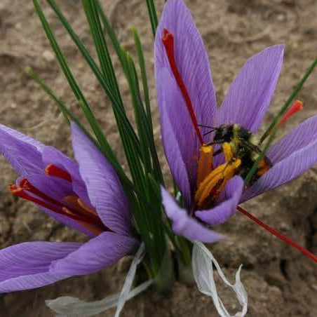 Grow Saffron seeds at Home