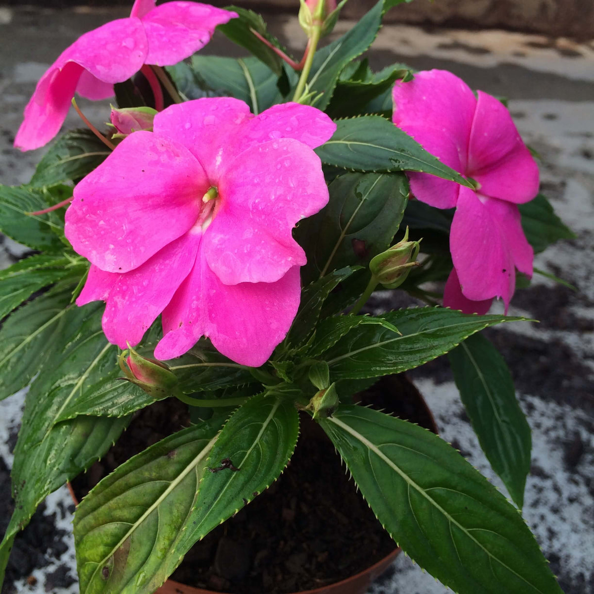 Guinea Impatiens Seeds - Heirloom Flower Garden Seeds for Growing