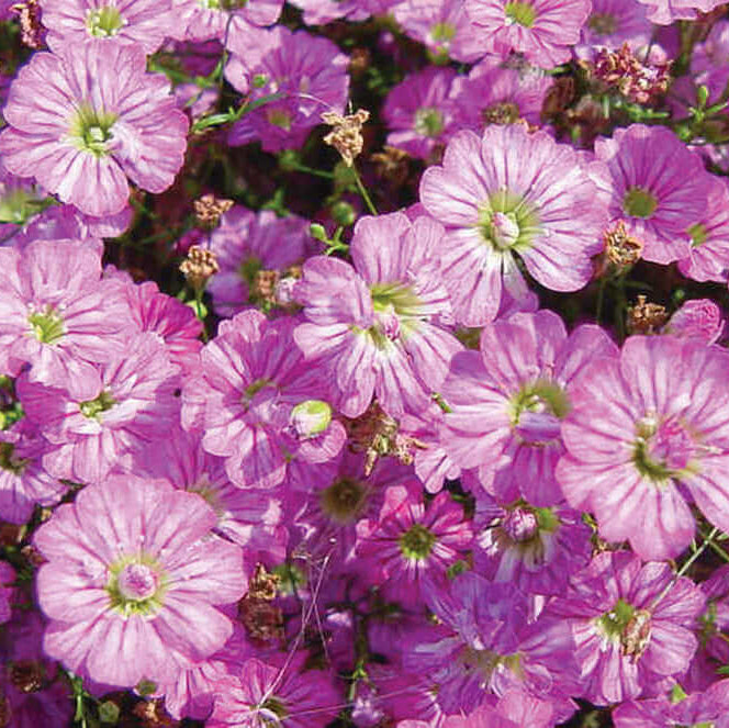 Gypsy Deep Rose Gypsophila Seeds - Heirloom Flower Garden Seeds for Growing