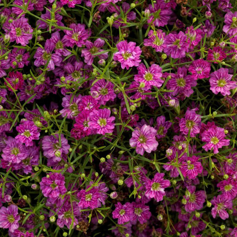 Gypsy Deep Rose Gypsophila Seeds - Heirloom Flower Garden Seeds for Growing