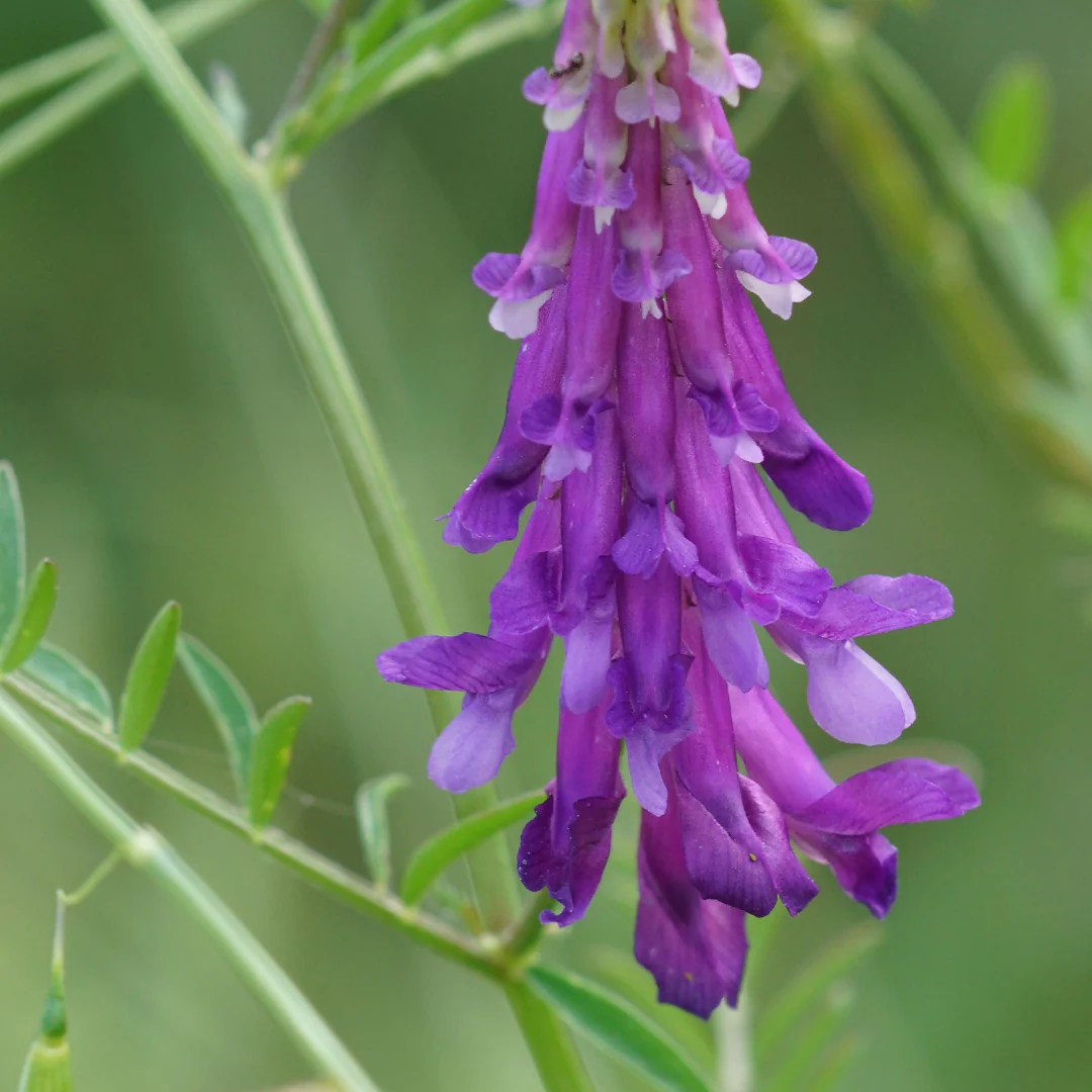 Hairy Vetch Seeds - Heirloom Flower Garden Seeds for Growing