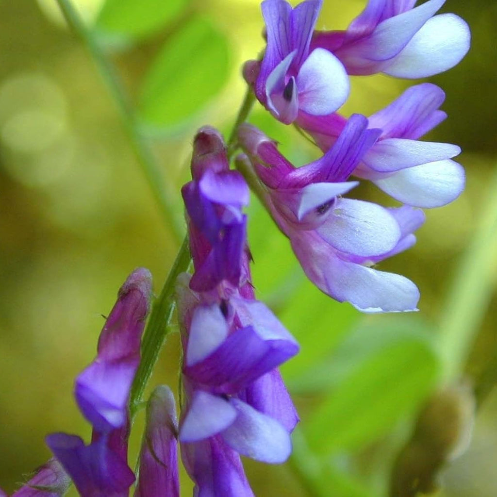 Hairy Vetch Seeds - Heirloom Flower Garden Seeds for Growing