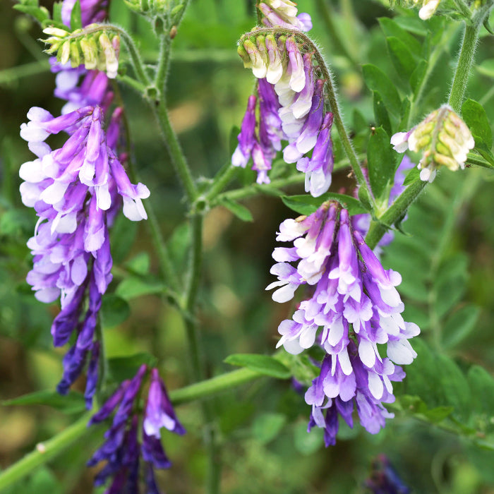 Hairy Vetch Seeds - Heirloom Flower Garden Seeds for Growing