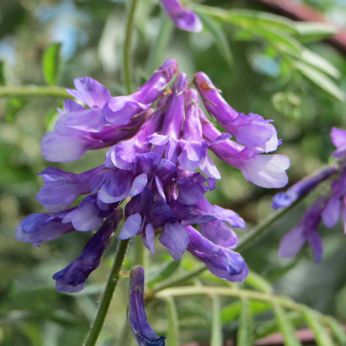 Hairy Vetch Seeds - Heirloom Flower Garden Seeds for Growing