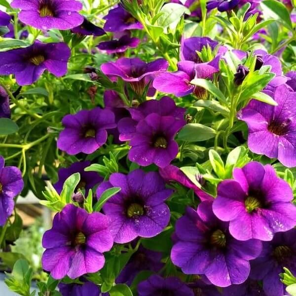 Hanging Basket Flower Seeds