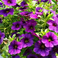 Hanging Basket Flower Seeds