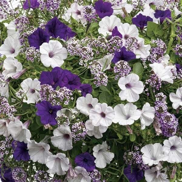 Hanging Basket Flower Seeds