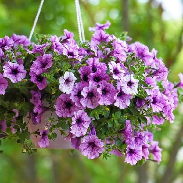 Hanging Basket Flower Seeds