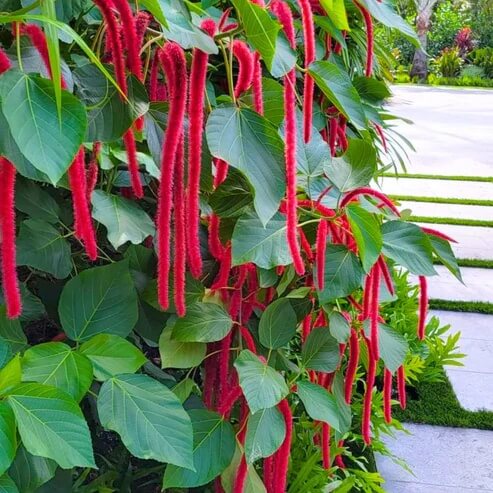 Hardy Acalypha Seeds - Heirloom Flower Garden Seeds for Growing