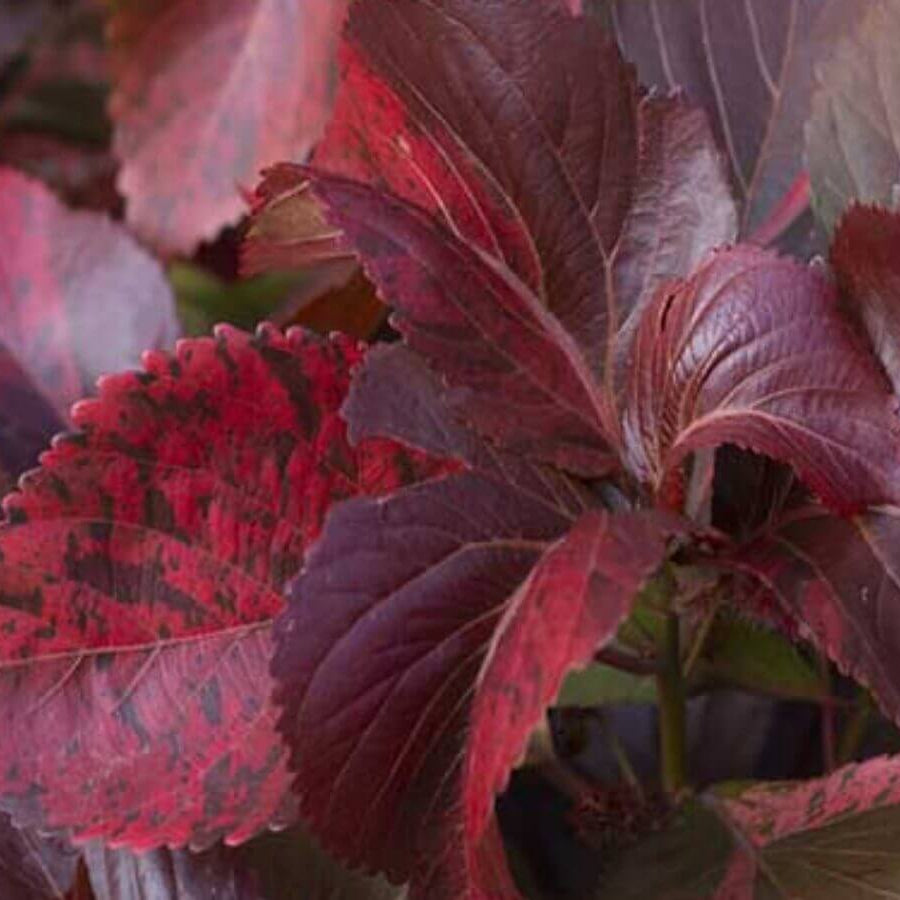 Hardy Acalypha Seeds - Heirloom Flower Garden Seeds for Growing