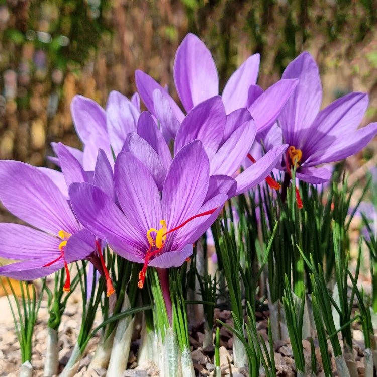 Hardy Fall Bloomer Autumn Crocus Seeds - Heirloom Flower Garden Seeds for Growing