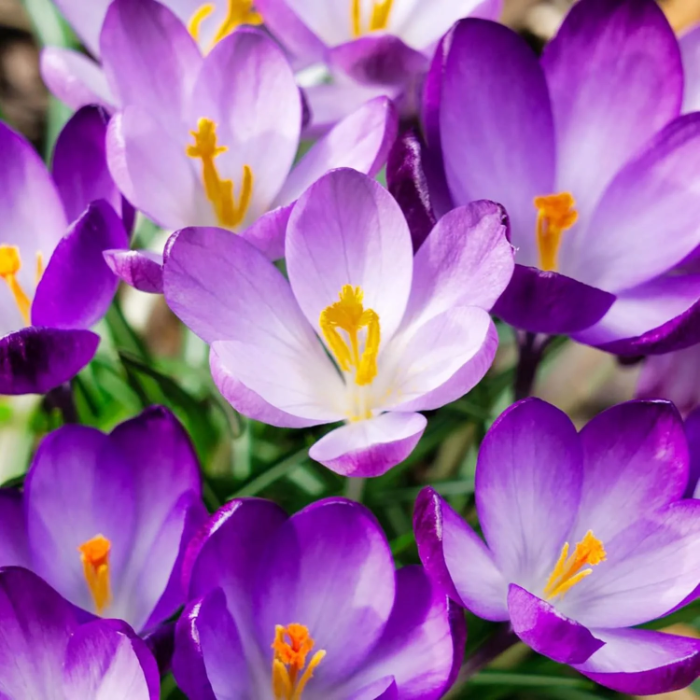 Hardy Fall Bloomer Autumn Crocus Seeds - Heirloom Flower Garden Seeds for Growing