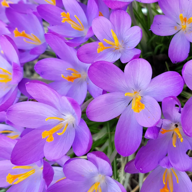 Hardy Fall Bloomer Autumn Crocus Seeds - Heirloom Flower Garden Seeds for Growing